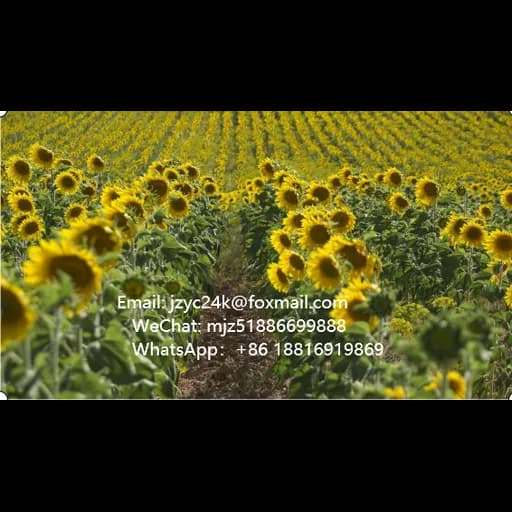 DELIVER WEALTH INTO HOME INTERNATIONAL TRADE (SHANGHAI) CO., LTD logo