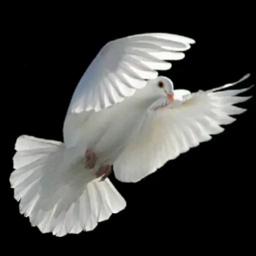 KOLAT-OAK LOGISTICS AGENCY logo