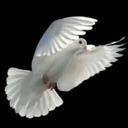 KOLAT-OAK LOGISTICS AGENCY logo