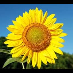 Sunflower Logistics Co., LTD logo